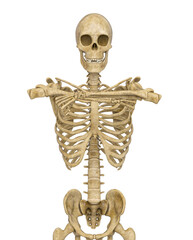 structural skeleton is with arms crossed