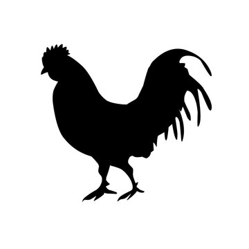 silhouette of a hen