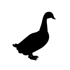 poultry Silhouette for Art Illustration