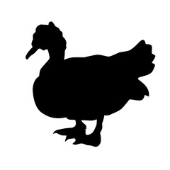 poultry Silhouette for Art Illustration