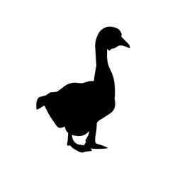 poultry Silhouette for Art Illustration