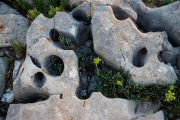 Kalkgestein mit L&ouml;cher in denen Pflanzen wachsen.