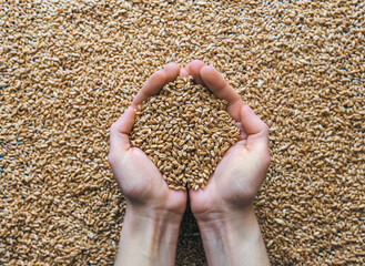 Women's hands hold many grains of wheat in a handful of palms close-up. The concept of export and import of agricultural products from Ukraine to Europe through Poland.