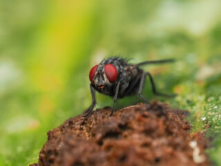 Fly in feces