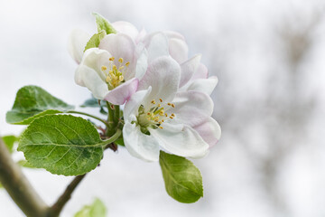 Apple tree blossom close-up. White apple flower on natural white background. - 752447381