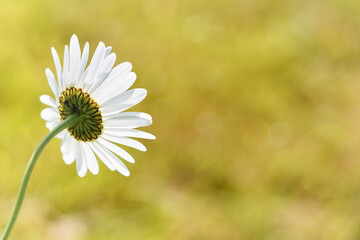 Wild daisy flowers growing on meadow. Warm sunny defocused natural background.	 - 752447389