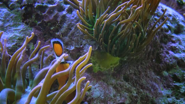 The ocellaris clownfish (Amphiprion ocellaris), Adventure Aquarium Camden New Jersey