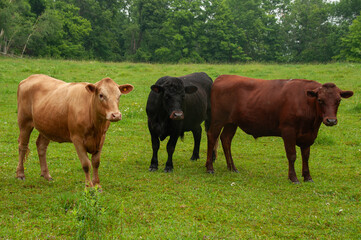 A heard of cows on a pasture together in the summer.