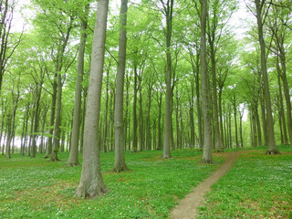 trees in the forrest