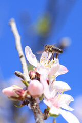 Abeja en flor de almendro