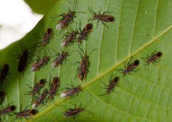 close up of a red fly on leaf