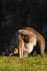 Mother kangaroo eating in the park while her baby sticks its head out of the pouch © Uri Prat