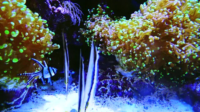 Tropical fish against the background of large predatory sea anemone. Adventure Aquarium, Camden, New Jersey, USA 