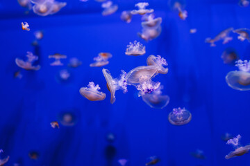Fototapeta na wymiar underwater photos of Mediterranean jellyfish, Cotylorhiza tuberculata