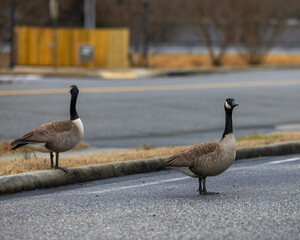 Geese