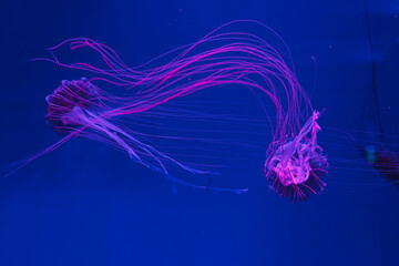 underwater photos of jellyfish chrysaora pacifica jellyfish japanese sea nettle
