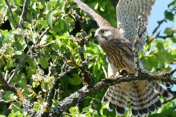 Turmfalke