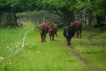 Naklejka na ściany i meble A heard of cows on a pasture together in the summer.