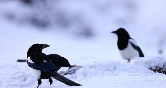 Magpie family in winter