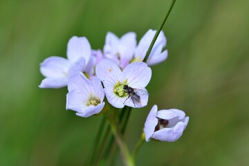 Cuckoo flower in the spring with a feeding fly - obrazy, fototapety, plakaty
