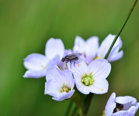 Cuckoo flower in the spring with a feeding fly