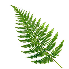 Delicate Green Fern Frond on Transparent Background, PNG, Concept of Woodland Flora and Natural Fern Patterns