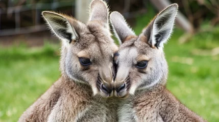 Deurstickers In a tender moment, a kangaroo mother affectionately embraces her baby joey, enveloping it in her protective arms. © Evgeniia