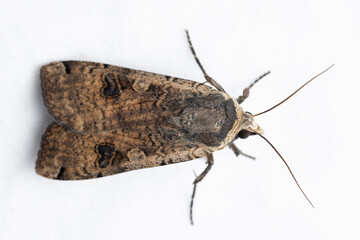 The large yellow underwing (Noctua pronuba) is a moth, the type species for the family Noctuidae.
