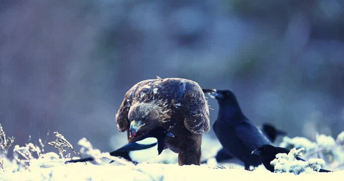 Golden eagle showing the Ravens who is the boss