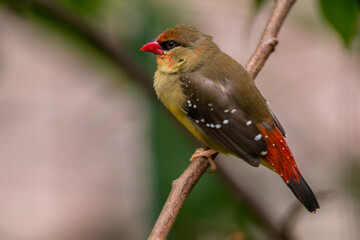 The red avadavat (Amandava amandava), red munia or strawberry finch, is a sparrow-sized bird of the family Estrildidae