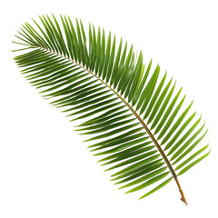 Obraz premium Vivid Green Coconut Palm Leaf PNG, Transparent Image without background, Concept of Tropical Climate and Beach Environment