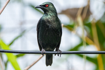 The Asian glossy starling (Aplonis panayensis) is a species of starling in the family Sturnidae. It is found in Bangladesh, Brunei, India, Indonesia