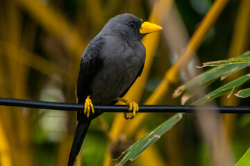 The grosbeak starling (Scissirostrum dubium), also known as the grosbeak myna, finch-billed myna, or scissor-billed starling