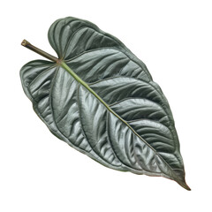 Silver Anthurium Leaf PNG, Transparent Image without background, Concept of Metallic Foliage and Luxury Botanical Decor