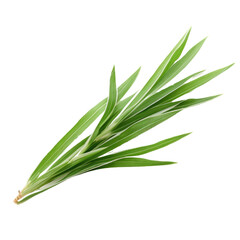 Fototapeta premium Fresh Tarragon Herb Sprig PNG, Transparent Image without background, Concept of Culinary Herbs and Aromatic Cooking Ingredients