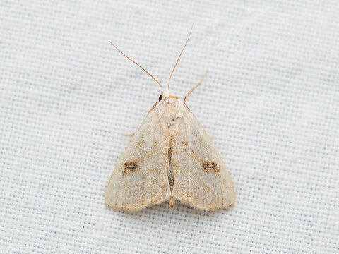 Rivula sericealis, the straw dot, is a moth of the family Noctuidae.