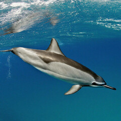 Fototapeta premium dolphin in the sea