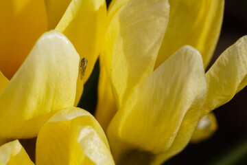 Crocus.