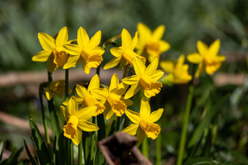 Beautiful yellow daffodils in spring