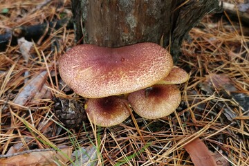 A variety of mushrooms in the autumn forest.