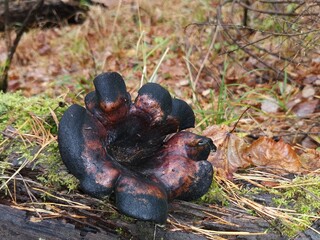 A variety of mushrooms in the autumn forest.