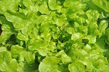 Close Up of Green Salad Leaves Growing in Garden 