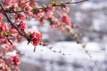 Nice pink flowers of a japanese quince.