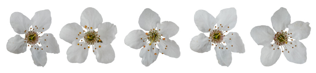 Cherry plum flowers collection, isolated on transparent  background. 
