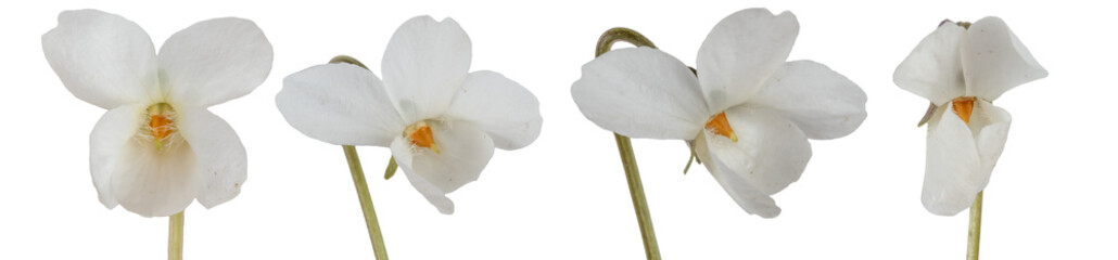 Viola white flowers collection, isolated on transparent  background. 