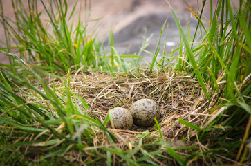 eggs in a nest