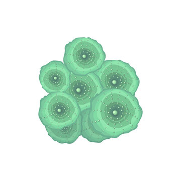 2Green Discosoma Mushroom Coral. Vector illustration on a white background.2