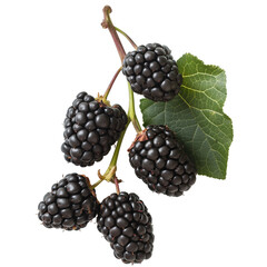 Black Mulberry isolated on white background