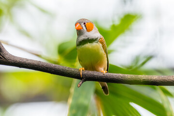 The zebra finches are two species of estrildid finch in the genus Taeniopygia found in Australia and Indonesia
