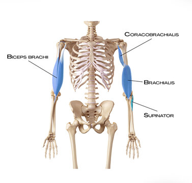 Middle part of the Deep Front Arm line - coracobrachialis, biceps brachii, brachialis, supinator